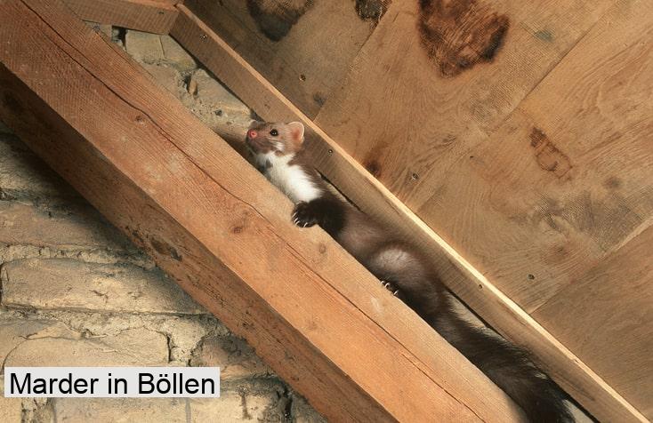 Marder in Böllen